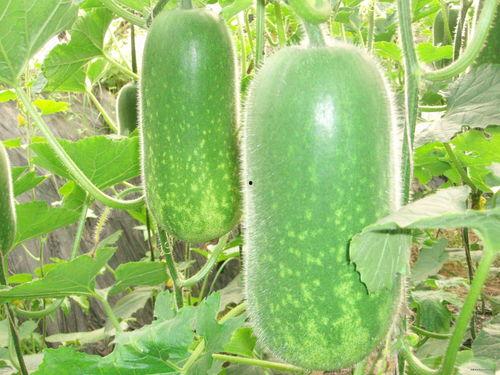 全球新闻吃瓜视频大全,吃瓜视频大全盘点