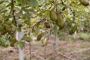 吃八月瓜吐籽视频大全集,趣味视频全集赏析