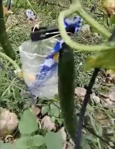 咸阳吃瓜事件真相视频,揭秘真相背后的惊人内幕