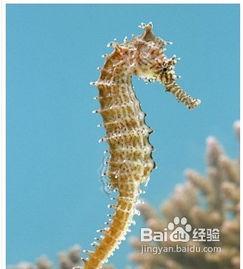 海马吃瓜视频,揭秘海洋生物的趣味食性