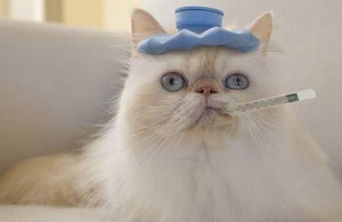 给猫咪吃哈密瓜有事吗视频,猫咪食用哈密瓜的安全性探讨