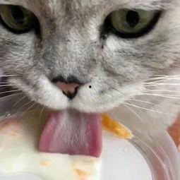 给猫咪吃哈密瓜有事吗视频,猫咪食用哈密瓜的安全性探讨