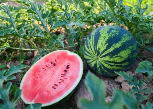 河南农民吃瓜视频大全集,视频大全集回顾