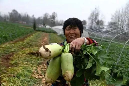 河南农民吃瓜视频大全集,视频大全集回顾