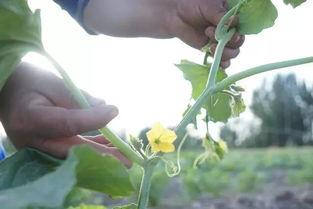 众筹吃瓜视频全集,揭秘热门视频背后的狂欢与争议