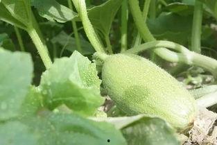 众筹吃瓜视频全集,揭秘热门视频背后的狂欢与争议