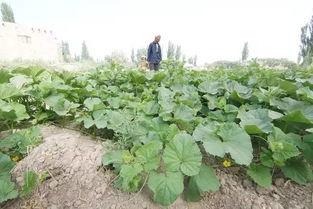 众筹吃瓜视频全集,揭秘热门视频背后的狂欢与争议