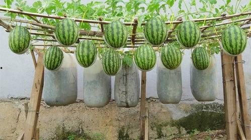 红色瓜种子可以吃吗视频,揭秘可食用之谜