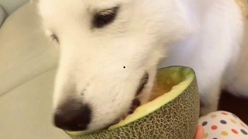 狗头吃瓜视频在线,网络短视频的趣味魅力