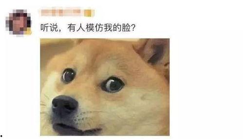 狗头吃瓜视频在线,网络短视频的趣味魅力