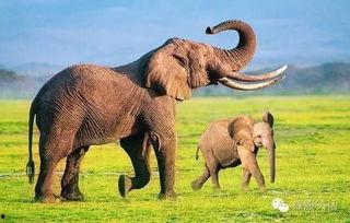 大象吃哈密瓜动画视频,哈密瓜盛宴动画大揭秘