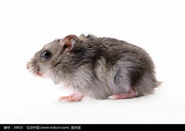 老鼠会吃土瓜吗图片视频,图片视频揭示真相