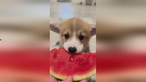 吃瓜小狗视频软件大全