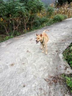 吃瓜看戏遛狗直播视频,看戏遛狗，趣味生活一网打尽