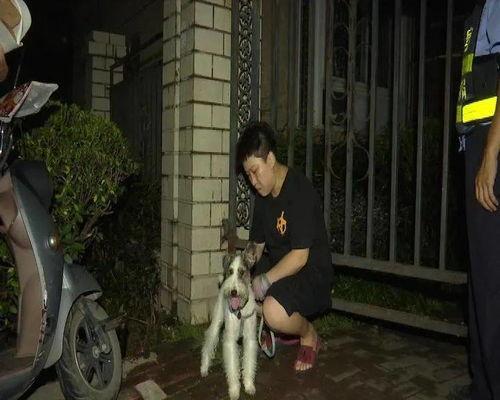 吃瓜看戏遛狗直播视频,看戏遛狗，趣味生活一网打尽