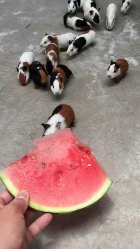 小家伙吃的啥瓜好吃啊视频,揭秘哪款瓜最美味