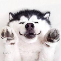 喂狗吃瓜群众视频真实,引发网友热议