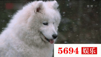 喂狗吃瓜群众视频真实,引发网友热议