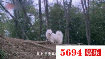 喂狗吃瓜群众视频真实,引发网友热议