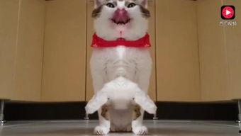 面瓜猫咪可以吃吗视频,猫咪能否享用面瓜美食？