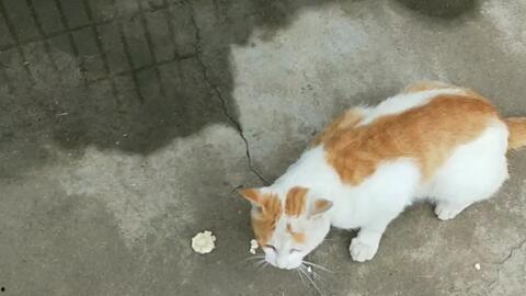 面瓜猫咪可以吃吗视频,猫咪能否享用面瓜美食？