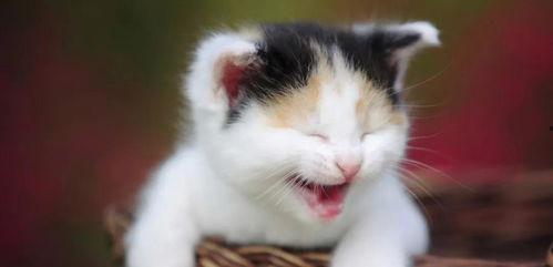 面瓜猫咪可以吃吗视频,猫咪能否享用面瓜美食？