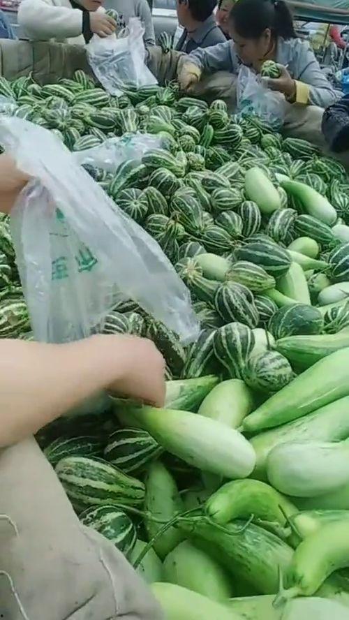 农村大叔免费吃瓜视频,视频走红网络，揭秘乡村生活新风尚