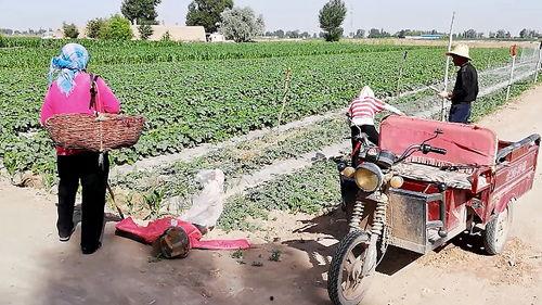 农村大叔免费吃瓜视频,视频走红网络，揭秘乡村生活新风尚