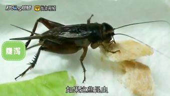蟋蟀会吃洋瓜吗视频讲解,揭秘昆虫的饮食习惯