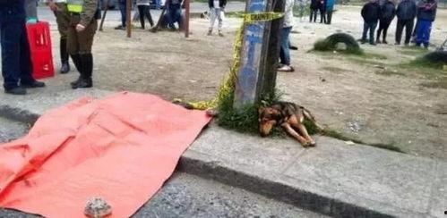 车祸吃瓜小狗视频大全,萌态十足！