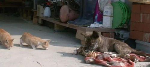 车祸吃瓜小狗视频大全,萌态十足！