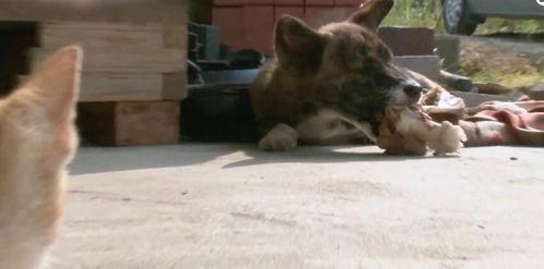 车祸吃瓜小狗视频大全,萌态十足！