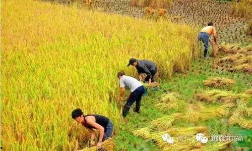 稻田吃瓜小女孩视频播放,小女孩吃瓜视频走红网络