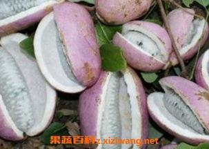 老头吃八月瓜视频大全,跟随老者探寻传统美味