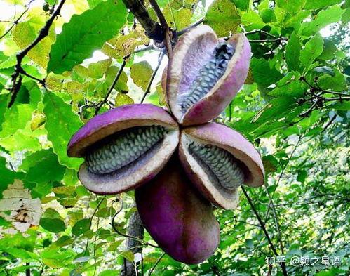 老头吃八月瓜视频大全,跟随老者探寻传统美味