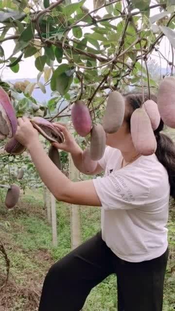 老头吃八月瓜视频大全,跟随老者探寻传统美味