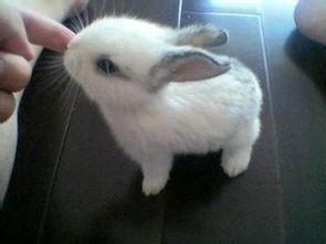 宠物兔吃瓜视频播放平台,宠物兔吃瓜视频走红网络，萌态可掬引网友热议