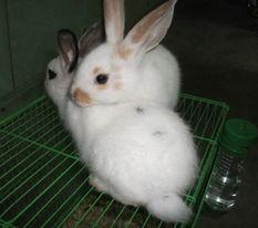 宠物兔吃瓜视频播放平台,宠物兔吃瓜视频走红网络，萌态可掬引网友热议