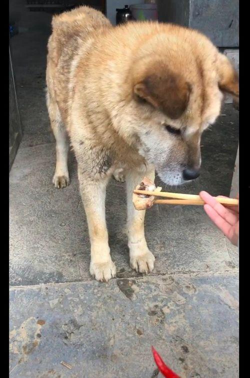 蓝鱼吃瓜土狗能活吗视频,生存奇迹还是悲剧重演？