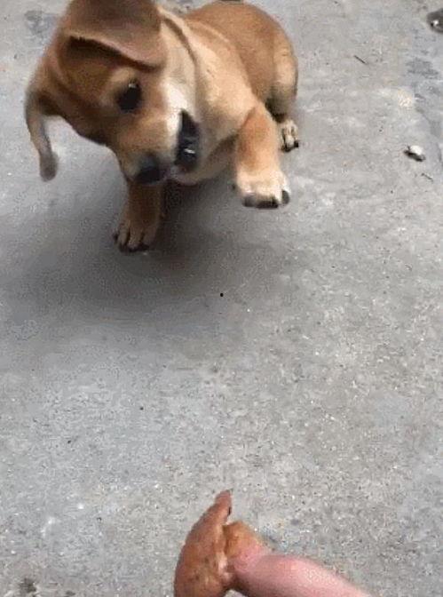 蓝鱼吃瓜土狗能活吗视频,生存奇迹还是悲剧重演？