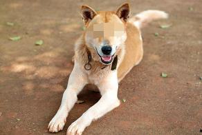 蓝鱼吃瓜土狗能活吗视频,生存奇迹还是悲剧重演？