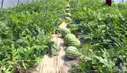 项城近期吃瓜视频,揭秘当地热点事件背后的真相