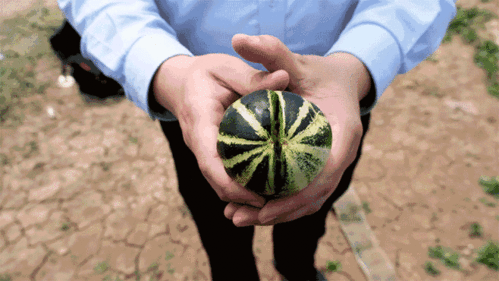 山东济宁吃瓜视频,一网打尽当地特色美食瞬间