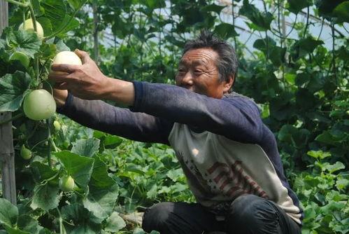 山东济宁吃瓜视频,一网打尽当地特色美食瞬间