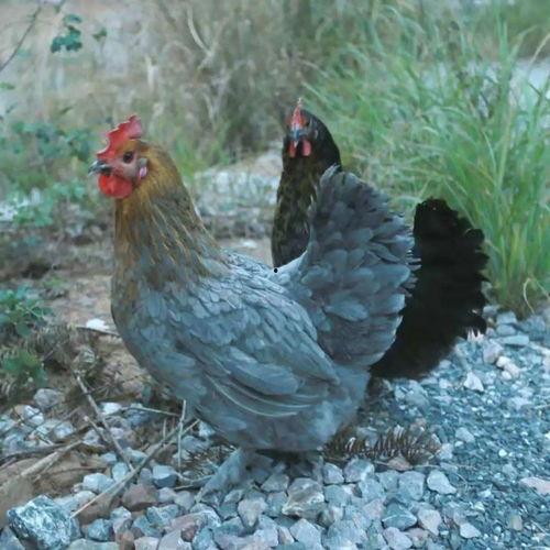 亚洲天团吃瓜完整视频,一场娱乐与美食的盛宴