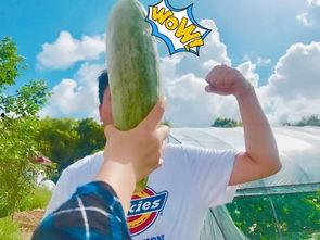 网红吃瓜视频是啥,揭秘娱乐圈幕后真相