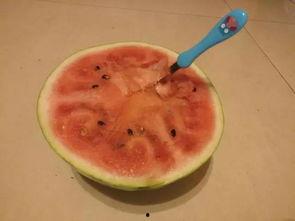 河南学生比赛吃瓜视频大全,趣味横生的校园美食盛宴