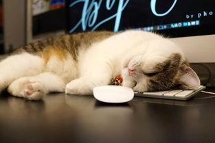 吃瓜大肥喵的视频,一场趣味横生的视频盛宴