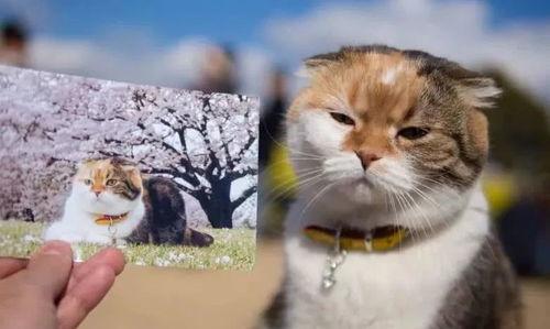 吃瓜大肥喵的视频,一场趣味横生的视频盛宴