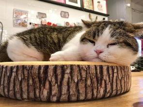 吃瓜大肥喵的视频,一场趣味横生的视频盛宴